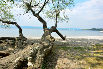 Idyllischer Baum am Ammersee bei Herrsching im Allgäu, Bayern, Deutschland
