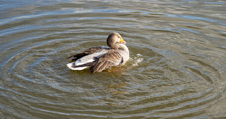 GreyLag Goose single portrait close up view washing and preening in lake