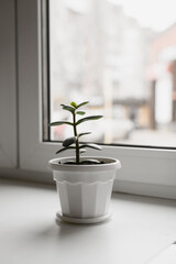 Small houseplant in a pot on the windowsill by the window, indoors.