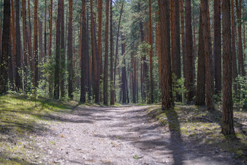 Sunny country road in spring pine forest