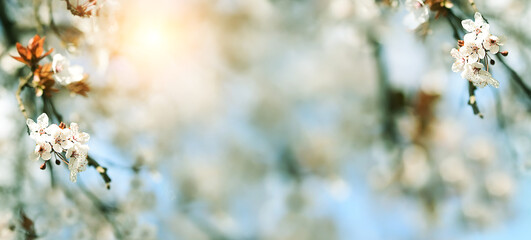 Beautiful Nature Scene with Blooming Tree and Sun Flare. Spring Flowers
