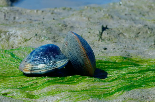 Grooved carpet shell, or Palourde clam, latin name : Ruditapes decussatus.  Tasty edible clam laid on sand and green algae. famous and common bivalve  mollusc in europe. sea food clam on natural habitat Stock Photo | Adobe  Stock