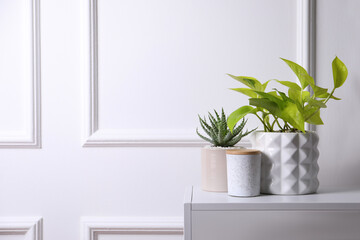Beautiful Scindapsus and Aloe in pots on white table, space for text. Different house plants