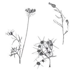 grass in black and white on a white background. The image can be used to illustrate natural scenes and medicinal herbs.