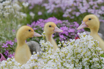 Three cheerful yellow ducklings among the blooming grass