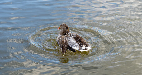 GreyLag Goose single portrait close up view washing and preening in lake