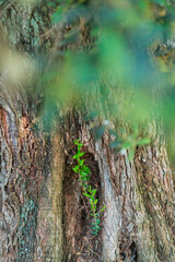 Ancient Olive Tree - Olivo milenario (Olea europaea), Moleta del Remei Iberian Village, Alcanar Village, La Senia Territory, Terres de l'Ebre, Tarragona, Catalunya, Spain