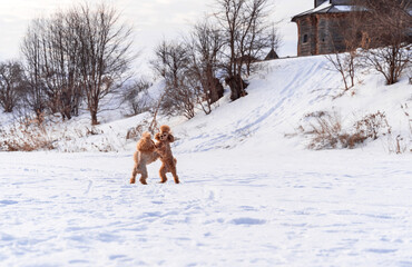 Cute small golden dogs playing in snow outdoors. Family dog lifestyle.