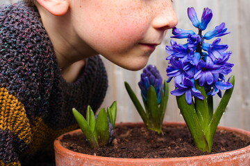Young boy, child, smelling blue blossoming hyacinth flower in a pot, part of face visible, isolated...