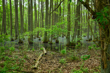 Trees stand in the water of a bog, swamp in a forest with reflection in the water in summer