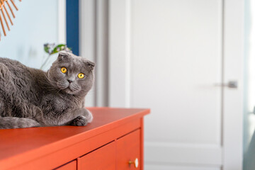 Grey cat scottish fold in a modern home interior sits on a red chest of drawers