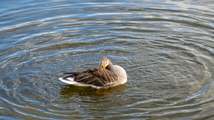 GreyLag Goose single portrait close up view washing and preening in lake