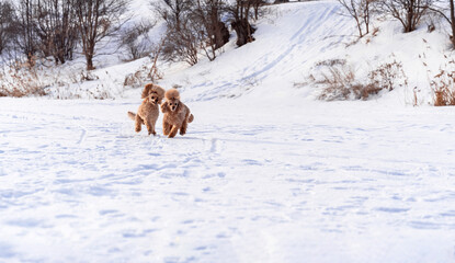 Cute small golden dogs playing in snow outdoors. Family dog lifestyle.