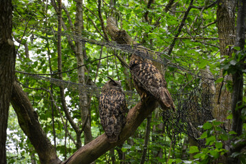 Two eagle owls (Bubo bubo) sitting in a tree in summer at Tierpark Bad Mergentheim, Bavaria, Germany