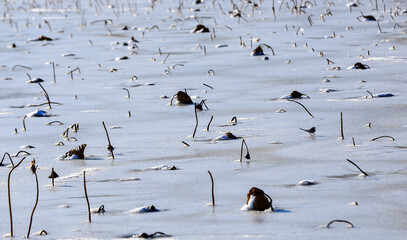 Broken lotus flowers, behind the snow