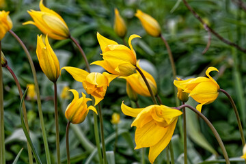 tulipe sauvage  - tulipa sylvestris