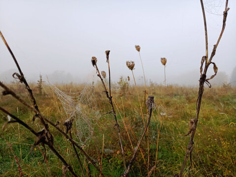 grass in a field
