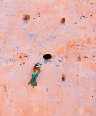 European bee-eater (Merops apiaster) The Ebre Delta Natural Park, Terres de l'Ebre, Tarragona, Catalonia, Spain