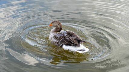 GreyLag Goose single portrait close up view washing and preening in lake