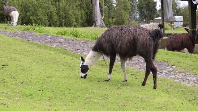 an adorable white and black llama eating grass, in the background are trees, farm on a sunny day with animals