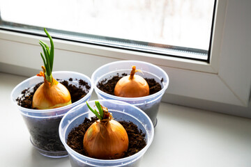 Growing green onions at home, Young onion sprouts in flower pots on the windowsill