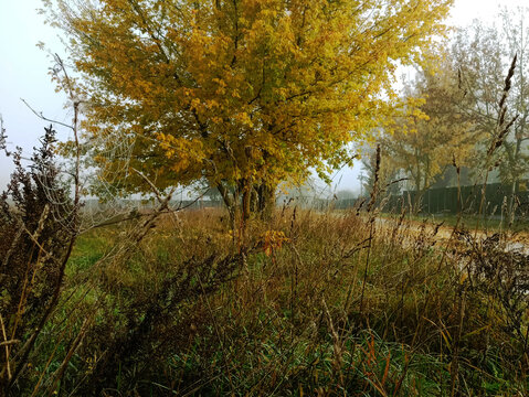 autumn in the forest