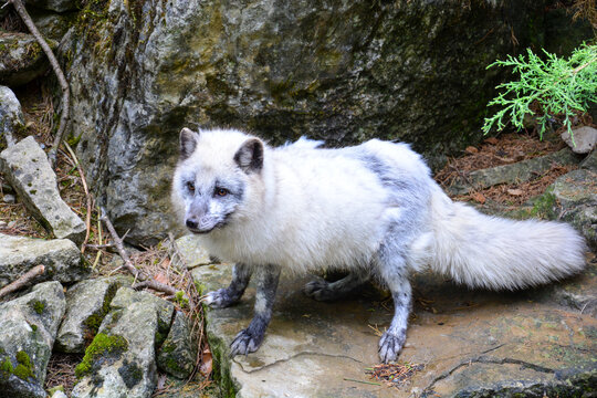 Polarfuchs, Schneefuchs oder Eisfuchs (Vulpes lagopus) im Tierpark Bad Mergentheim, Deutschland, weisser Fuchs
