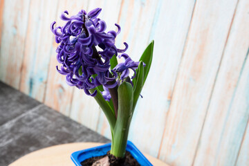 Macro Photo of a violet hyacinth flower. Stock photo Background of hyacinth with violet buds and green leaves