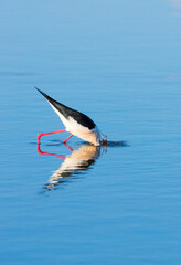 Black-winged stilt (Himantopus himantopus), L'Alfacada Lake, The Ebre Delta Natural Park, Terres de l'Ebre, Tarragona, Catalonia, Spain