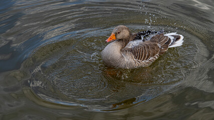 GreyLag Goose single portrait close up view washing and preening in lake