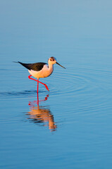 Black-winged stilt (Himantopus himantopus), L'Alfacada Lake, The Ebre Delta Natural Park, Terres de l'Ebre, Tarragona, Catalonia, Spain