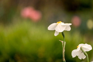 Osterglocken (Narzissen) im Frühling