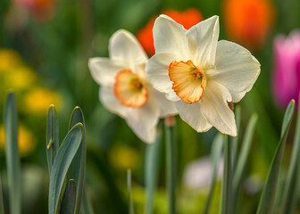 Osterglocken (Narzissen) im Frühling