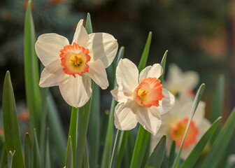 Osterglocken (Narzissen) im Frühling