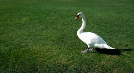 white swan on background of green grass
