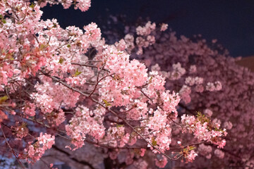 ピンク色に光る夜桜