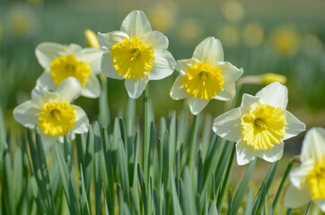 Osterglocken (Narzissen) im Frühling