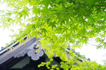 京都のお寺と青紅葉