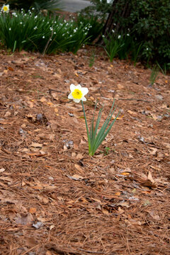 Daffodil in Bloom