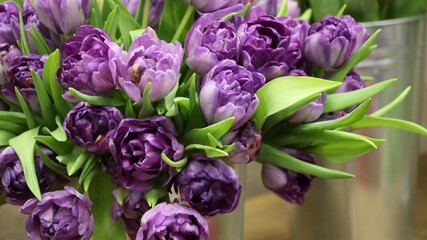 Background of purple fully open tulips with green leaves on a flower show (tulip variety - Blue Diamond), large format