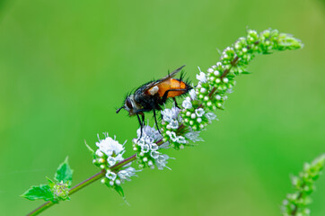 Latin name : Tachina fera, big black and orange fly. Close up of an orange fly on a young mint flower over a green background. macro of an insect  on a long flower in western europe