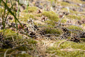 Closeup of forest floor with grass, moss, pine needles and pine cones