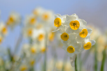 Osterglocken (Narzissen) im Frühling