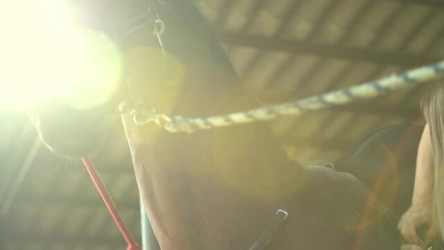 Portrait of beautiful male horse staring into the distance with ears high up in a riding school. Young woman preparing stable to riding. Sun backlight.