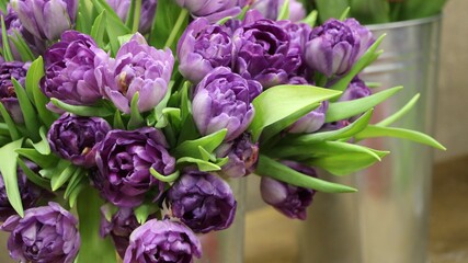 Obraz premium Background of purple fully open tulips with green leaves on a flower show (tulip variety - Blue Diamond), large format