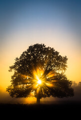 Sun shining through an oak tree in Bushy Park in London