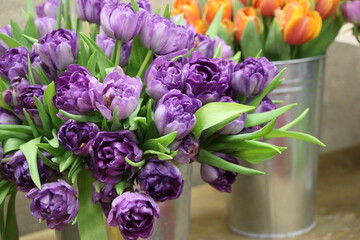 Purple fully open tulips with green leaves on a flower show (tulip variety - Blue Diamond)
