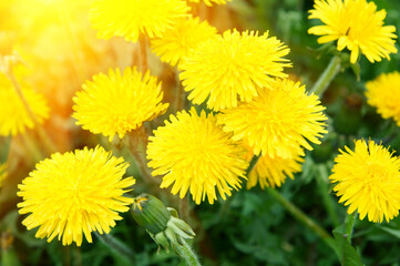 Fototapeta premium Spring dandelion flowers as background
