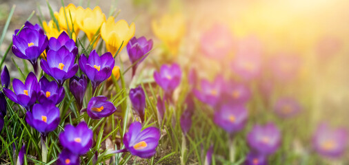 Krokusy. Wiosenne kwiaty w słońcu. 
