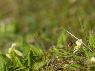 Bee Fly on a Common Primrose in Spring